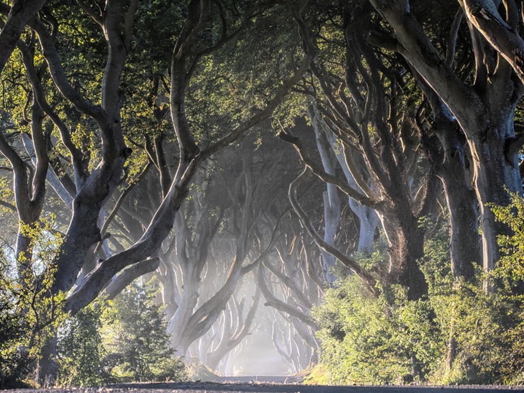 The Dark Hedges, Co. Antrim, Ireland